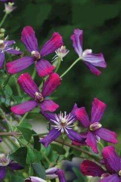 Sweet Summer Love Clematis - 1 Gallon Pot -Garden Plant Shop clematis sweet summer love 8
