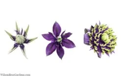 Taiga Clematis - 2 Gallon Pot -Garden Plant Shop clematis taiga 24 2