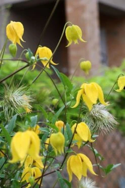 Tangutica Yellow Clematis - 1 Gallon Pot -Garden Plant Shop clematis tangutica 1