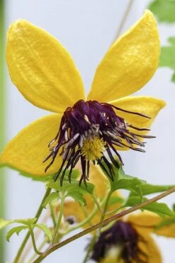 Tangutica Yellow Clematis - 1 Gallon Pot -Garden Plant Shop clematis tangutica 2