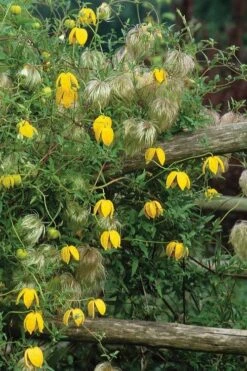 Tangutica Yellow Clematis - 1 Gallon Pot -Garden Plant Shop clematis tangutica 4