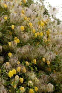 Tangutica Yellow Clematis - 1 Gallon Pot -Garden Plant Shop clematis tangutica flowers and seedheads
