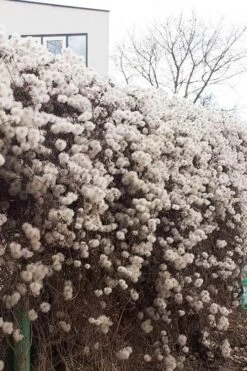 Tangutica Yellow Clematis - 1 Gallon Pot -Garden Plant Shop clematis tangutica seedheads winter