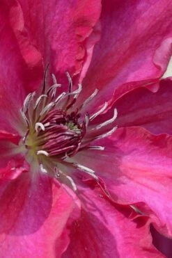 Garland Tekla Clematis - 1 Gallon Pot -Garden Plant Shop clematis tekla 1