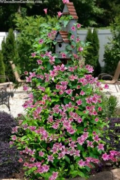 Duchess Of Albany Clematis - 1 Gallon Pot -Garden Plant Shop clematis texensis duchess of albany 15