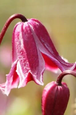 Etioile Rose Clematis - 1 Gallon Pot -Garden Plant Shop clematis texensis etoile rose 1