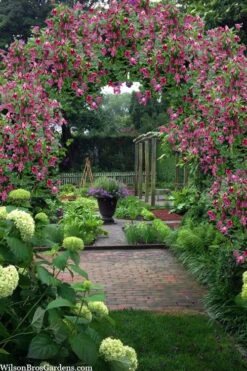 Etioile Rose Clematis - 1 Gallon Pot -Garden Plant Shop clematis texensis etoile rose 5