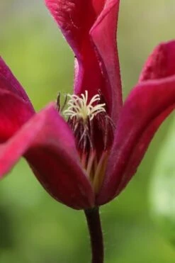 Gravetye Beauty Clematis - 1 Gallon Pot -Garden Plant Shop clematis texensis gravetye beauty 1