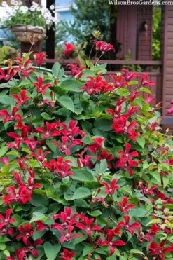 Gravetye Beauty Clematis - 1 Gallon Pot -Garden Plant Shop clematis texensis gravetye beauty 10