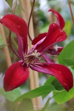Gravetye Beauty Clematis - 1 Gallon Pot -Garden Plant Shop clematis texensis gravetye beauty 7