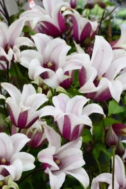 Princess Kate Clematis - 1 Gallon Pot -Garden Plant Shop clematis texensis princess kate 14