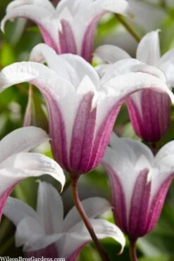 Princess Kate Clematis - 1 Gallon Pot -Garden Plant Shop clematis texensis princess kate 23