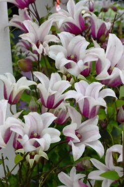 Princess Kate Clematis - 1 Gallon Pot -Garden Plant Shop clematis texensis princess kate 4