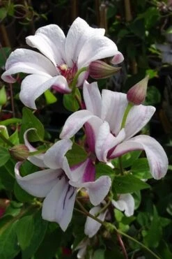 Princess Kate Clematis - 1 Gallon Pot -Garden Plant Shop clematis texensis princess kate 5