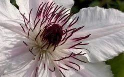 The Countess Of Wessex Clematis - 1 Gallon Pot -Garden Plant Shop clematis the countess of wessex 1