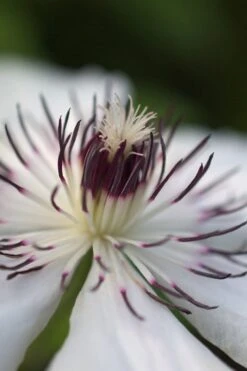 The Countess Of Wessex Clematis - 1 Gallon Pot -Garden Plant Shop clematis the countess of wessex 4