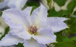 Tranquilite Clematis - 1 Gallon Pot -Garden Plant Shop clematis tranquilete 1