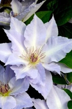 Tranquilite Clematis - 1 Gallon Pot -Garden Plant Shop clematis tranquilete 3