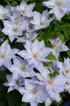 Tranquilite Clematis - 1 Gallon Pot -Garden Plant Shop clematis tranquilite 11