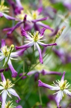 Rubromarginata Fragrant Clematis - 1 Gallon Pot -Garden Plant Shop clematis triternata rubromarginata 1