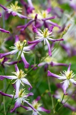 Rubromarginata Fragrant Clematis - 1 Gallon Pot -Garden Plant Shop clematis triternata rubromarginata 2