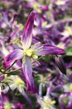 Rubromarginata Fragrant Clematis - 1 Gallon Pot -Garden Plant Shop clematis triternata rubromarginata 5