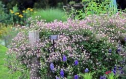 Rubromarginata Fragrant Clematis - 1 Gallon Pot -Garden Plant Shop clematis triternata rubromarginata 6