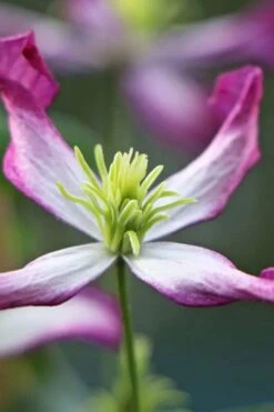 Rubromarginata Fragrant Clematis - 1 Gallon Pot -Garden Plant Shop clematis triternata rubromarginata 7