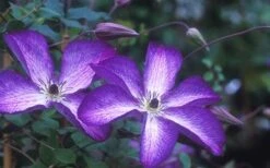 Venosa Violacea Clematis - 1 Gallon Pot -Garden Plant Shop clematis venosa violacea 1