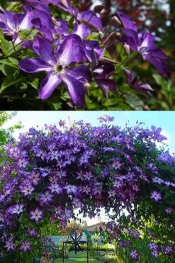 Venosa Violacea Clematis - 1 Gallon Pot -Garden Plant Shop clematis venosa violacea 3