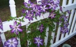 Venosa Violacea Clematis - 1 Gallon Pot -Garden Plant Shop clematis venosa violacea 4