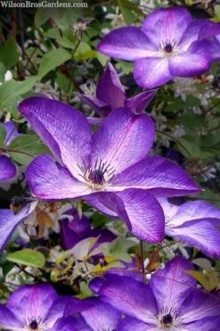 Venosa Violacea Clematis - 1 Gallon Pot -Garden Plant Shop clematis venosa violacea 7