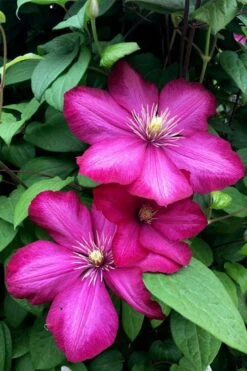 Ville De Lyon Clematis - 1 Gallon Pot -Garden Plant Shop clematis ville de lyon 13