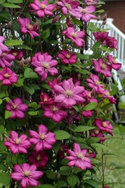 Ville De Lyon Clematis - 1 Gallon Pot -Garden Plant Shop clematis ville de lyon 2