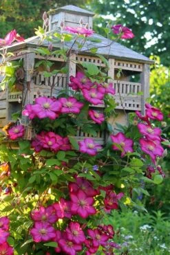 Ville De Lyon Clematis - 1 Gallon Pot -Garden Plant Shop clematis ville de lyon 7