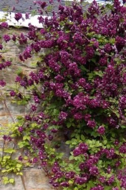 Purpurea Plena Elegans Clematis - 1 Gallon Pot -Garden Plant Shop clematis viticella purpurea plena elegans 1