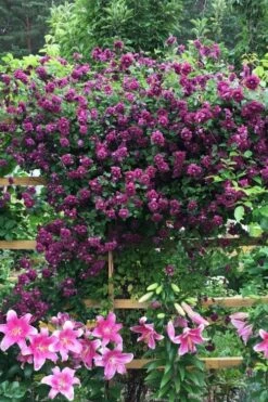 Purpurea Plena Elegans Clematis - 1 Gallon Pot -Garden Plant Shop clematis viticella purpurea plena elegans 3