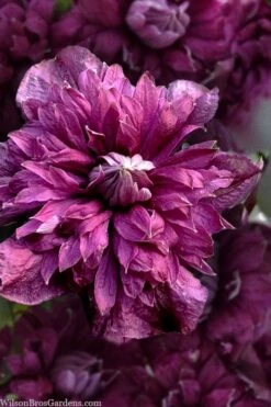 Purpurea Plena Elegans Clematis - 1 Gallon Pot -Garden Plant Shop clematis viticella purpurea plena elegans 8
