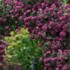 Purpurea Plena Elegans Clematis - 1 Gallon Pot