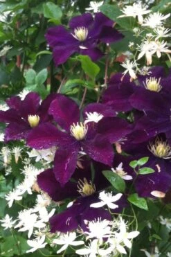 Warsaw Nike Clematis - 1 Gallon Pot -Garden Plant Shop clematis warsaw nike 12