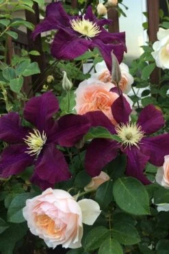 Warsaw Nike Clematis - 1 Gallon Pot -Garden Plant Shop clematis warsaw nike 13