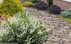 Summer Sparkler Summersweet (Clethra) - 1 Gallon Pot -Garden Plant Shop clethra alnifolia summer sparkler summersweet 20