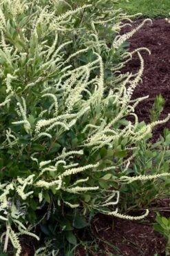 Summer Sparkler Summersweet (Clethra) - 1 Gallon Pot -Garden Plant Shop clethra alnifolia summer sparkler summersweet 5