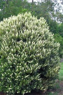 Summersweet Clethra (Sweet Pepperbush) - 1 Gallon Pot -Garden Plant Shop clethra alnifolia summersweet sweet pepper bush 3