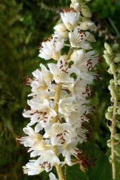 Summersweet Clethra (Sweet Pepperbush) - 1 Gallon Pot -Garden Plant Shop clethra alnifolia summersweet sweet pepper bush 6