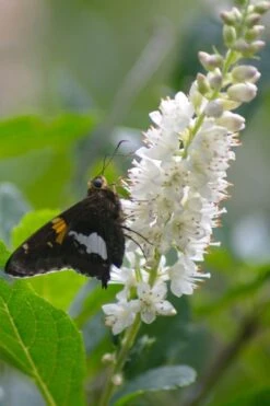 Summersweet Clethra (Sweet Pepperbush) - 1 Gallon Pot -Garden Plant Shop clethra alnifolia summersweet sweet pepper bush 7