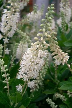 Summersweet Clethra (Sweet Pepperbush) - 1 Gallon Pot -Garden Plant Shop clethra alnifolia summersweet sweet pepper bush 8
