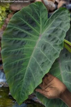 Maximus Gigante Hardy Elephant Ear (Colocasia) - 5 Gallon Pot -Garden Plant Shop colocasia maximus gigante elephant ears 3