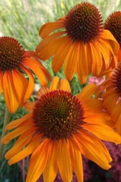 Tiki Torch Orange Coneflower (Echinacea) - 1 Gallon Pot -Garden Plant Shop coneflower tiki torch 500x750 1
