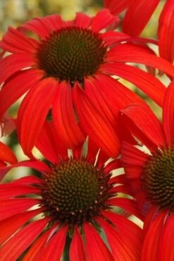 Tomato Soup Coneflower (Echinacea) - 1 Gallon Pot 13 Tomato Soup Coneflower (Echinacea) - 1 Gallon Pot -Garden Plant Shop coneflower tomato soup 500x750 1